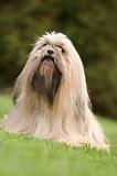 LHASSA APSO 176